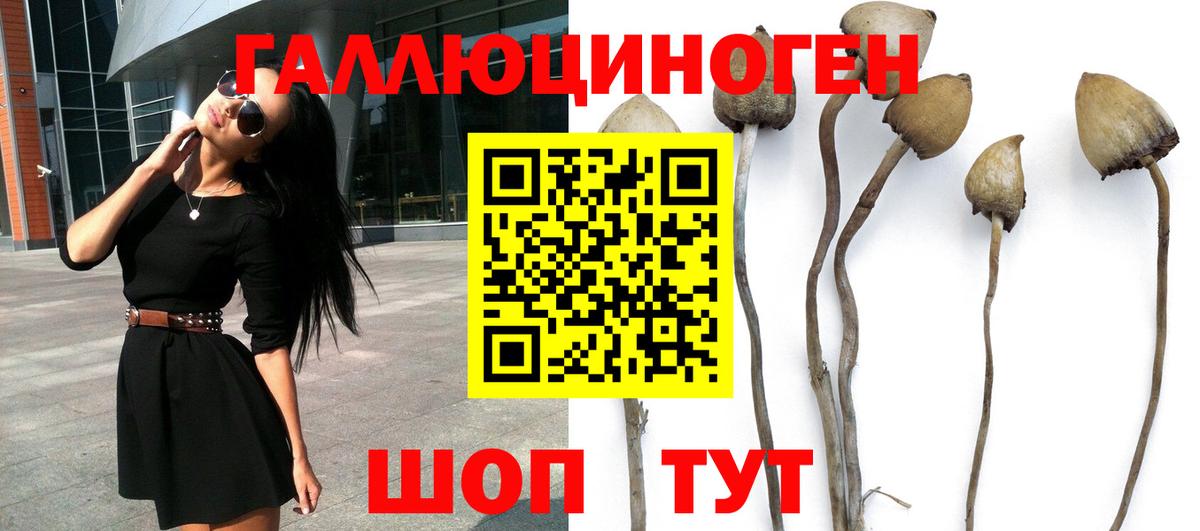 Галлюциногенные грибы Psilocybe Тында